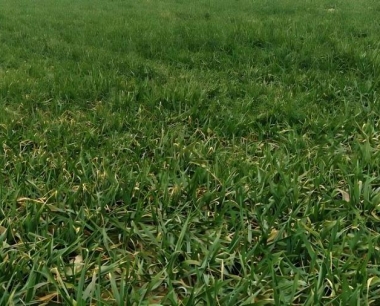 怎样防治小麦条绣病的发生与防治?