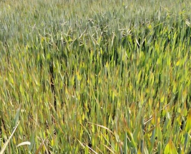 小麦是什么病?打过两遍治病治虫的