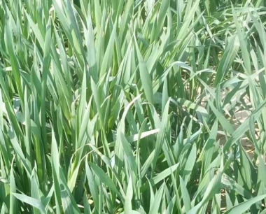 小麦种植过程中怎样做到一喷三防?