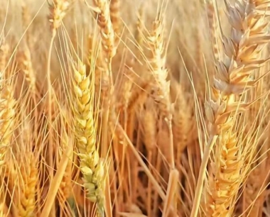 前几天的寒潮降雪天气,小麦受冻害影响严重吗?