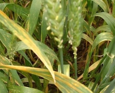 晚播小麦的栽培要点都是有哪些?