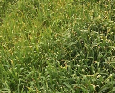 小麦冬季怎么栽培管理培育成状苗?