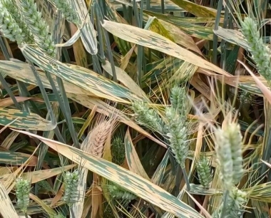 小麦发生条锈病病害,可以使用哪些化学药剂进行防治?