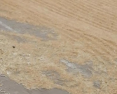 小麦腥黑穗病的病原特征是什么?