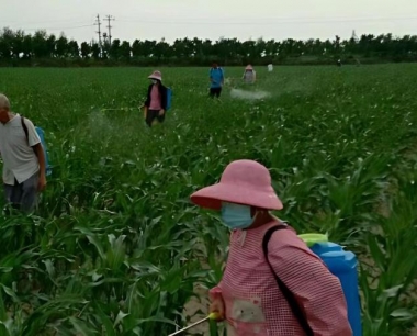 玉米田打完除草剂后发生降雨,要不要二次打药?