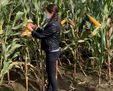 玉米几片叶子时是俗称的大喇叭口期?