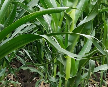 玉米苗后除草剂要求玉米几片后使用?对温度湿度有什么要求?