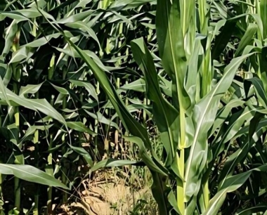 玉米从播种到收获需施哪几次肥?