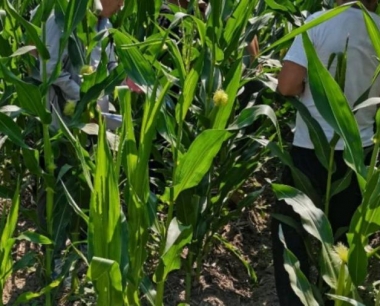 锌元素在植物生长中起什么作用?玉米缺锌会呈现什么性状?