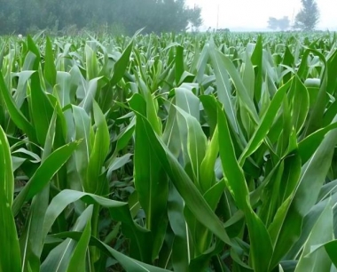 夏季玉米免耕贴茬种植有哪些好处?