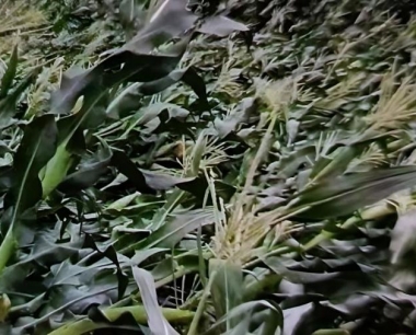 天然上的玉米是受到什么滋润加害做成的?