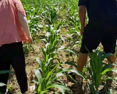 种植玉米时怎么结合天敌来控制蚜虫危害?