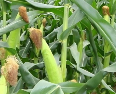 大豆玉米间作机械化作业注意事项?