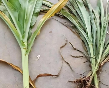 实施玉米保护性耕作的地块什么时候进行深松好?