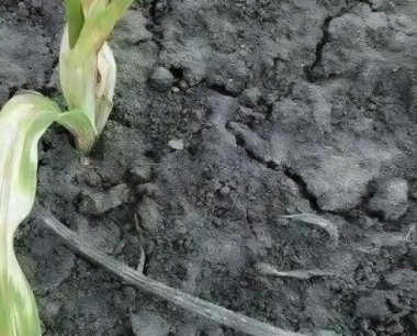 玉米根系很多,哪一个根系起主要作用?