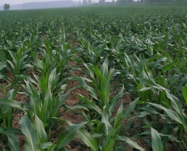 玉米矮化病用什么药剂防治效果好?