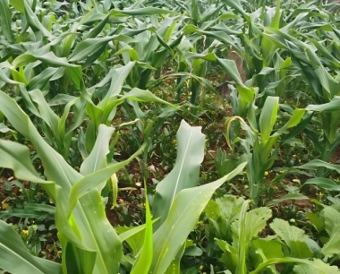 玉米倒伏在哪种情况下不需要伏起?