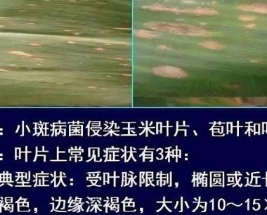 春玉米怎样管理才能优质高产高效?