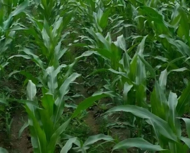 玉米苗叶片淡绿色,生长缓慢,是不是缺氮肥了?