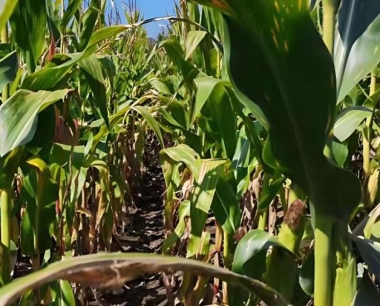 蚜虫在玉米生长发育的哪一时期危害较重?