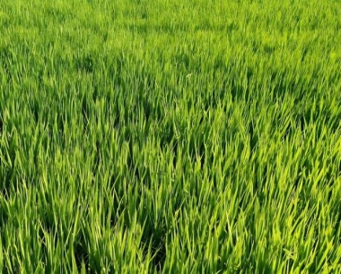 水稻不育系依花粉败育程度分为什么?