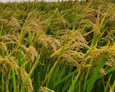 稻螟虫为害水稻后造成枯心或白穗,防治药剂选用?