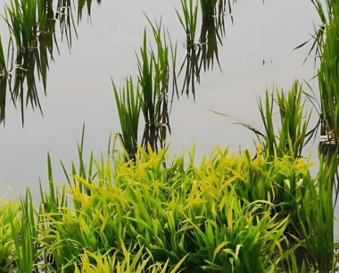 中晚稻收割机收割水稻,留茬控制在多少厘米?