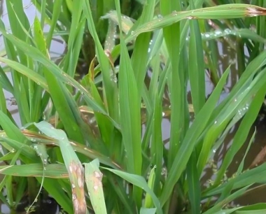 九月二十三日,田野里面的水稻怎么样防控穗子上稻谷发芽?