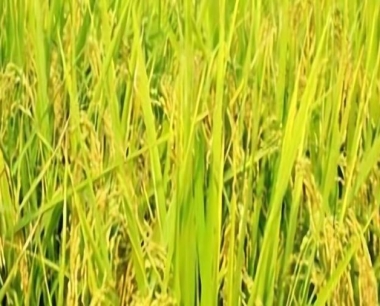 水稻纹枯病在农业防治措施上面都有哪些方法?