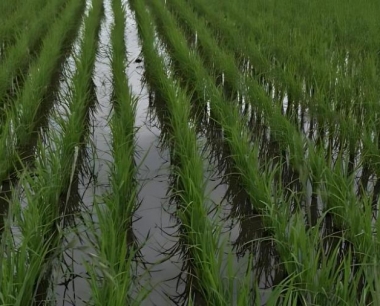 水稻育苗种子准备开展发芽试验有啥作用?