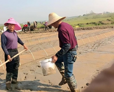 目前水稻正值抽穗期,此时应注意防治什么病害?