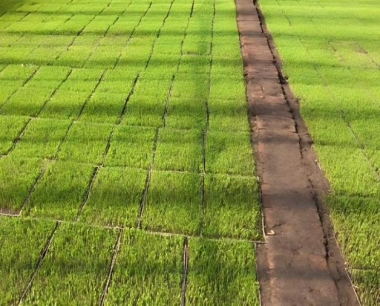 为什么使用有机肥的水稻不容易感染稻瘟病?