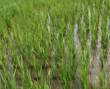 水稻秸秆旋耕还田,对旋耕深度、漏耕率、重耕率的标准各是多少?