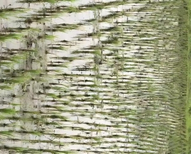 水稻黑色菌核秆腐病主要分布在哪些省份?