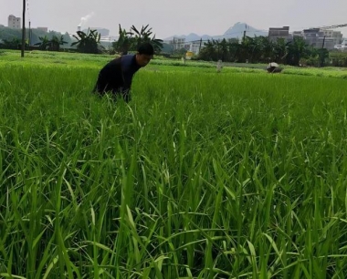 水稻如何施用穗肥能够提高水稻的抗倒伏性能?