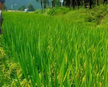 当然水稻育苗处于病害高发期,如何做好防控?