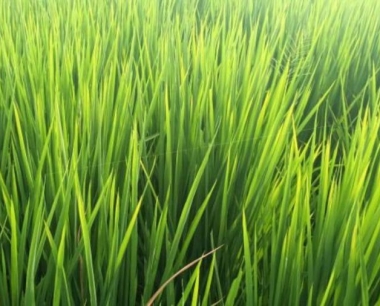 再生水稻后期壳里长虫,怎样防治?