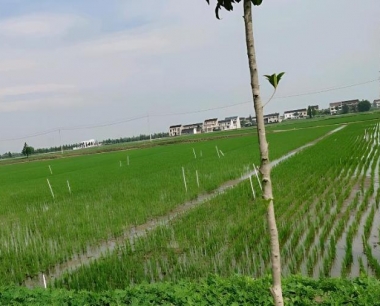 水稻直播大田变异千金子有何好的化学除草剂?