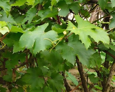 葡萄真菌病害分生孢子侵入途径有哪些?