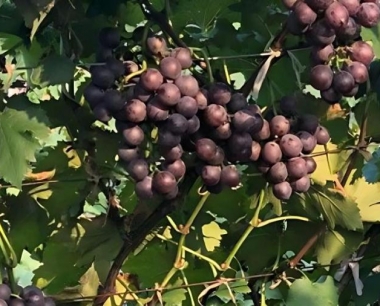 避雨栽培,对葡萄的生长有哪些好处?