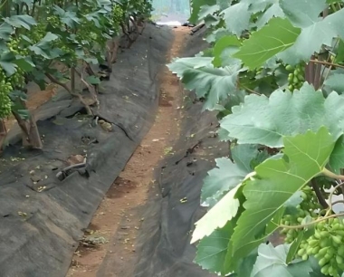 葡萄在种植过程中应注意哪些病虫害?