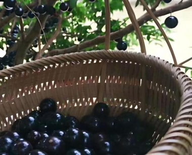 葡萄新梢叶片发黄是有哪些原因造成的?