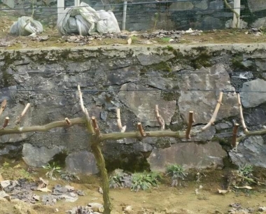 常温下,葡萄能够保鲜多长时间?