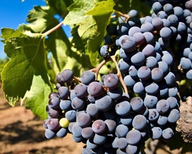 在葡萄沟内种植紫色洋葱可以预防褐斑病,是真的吗?