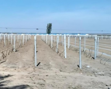 葡萄套好袋,售价可高五成