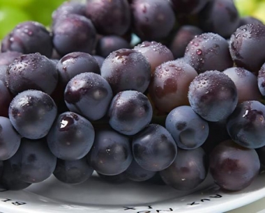 葡萄苗种下去几天能发芽