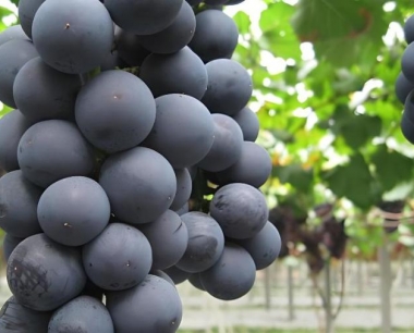 葡萄采收后管理抓重点