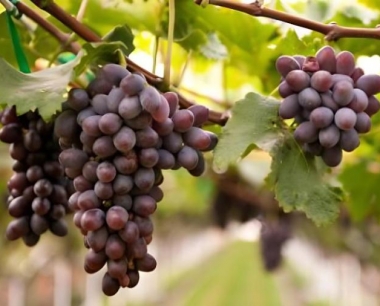 葡萄苗种植后几年结果