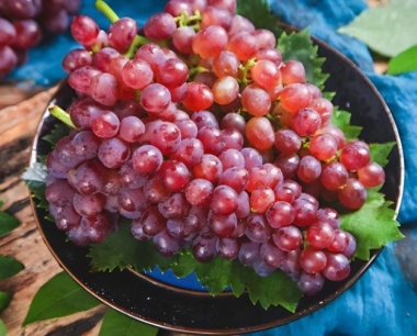 葡萄黄叶是怎么回事该问怎么处理