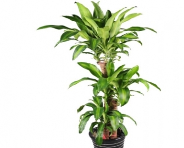 巴西木的养殖方法